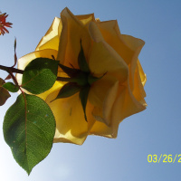 Cravings! Diet  Eating Well Series #1