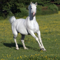 Year of the Wood Horse 2014 - Feng Shui Series 