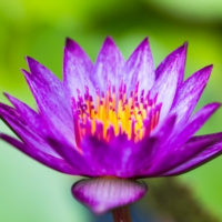 Home Treatment for Stomach Flu and Food Poisoning AKA Infectious Gastroenteritis