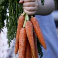 Carrots!!! - Part of the Food as Medicine Series