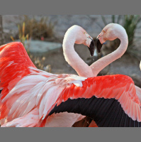 Feng Shui for Love and Relationships with Rose Leung, Ep 27