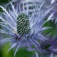 Herpes zoster  simplex: Part 2 - Understanding the Herpes Zoster virus