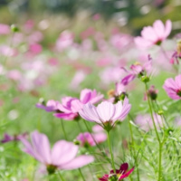 Summer Solstice - Oriental Medicine Basics