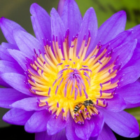 Oriental Medicine Basics: Intro