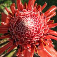 Herpes zoster  simplex: Part 1 - Understanding the Herpes Simplex viruses – AKA Cold Sores vs. Canker Sores