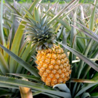 Pineapple  Bromelain: Food as Medicine Series