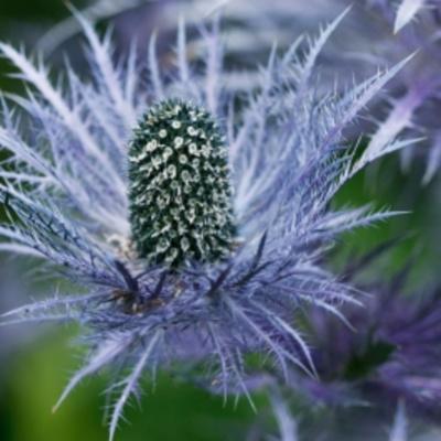 Gems Of Health With Dr. Jessica Jordan