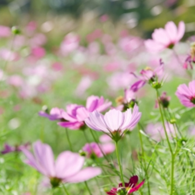 Gems Of Health With Dr. Jessica Jordan