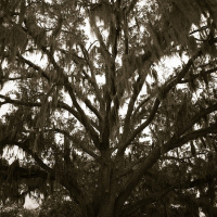 Valdosta Halloween 2015