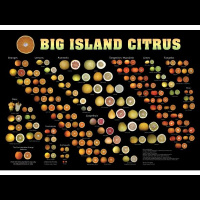 Peoples Medicine Show