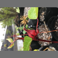 Peoples Medicine Show