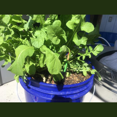 Ask Herbal Health Expert Susun Weed