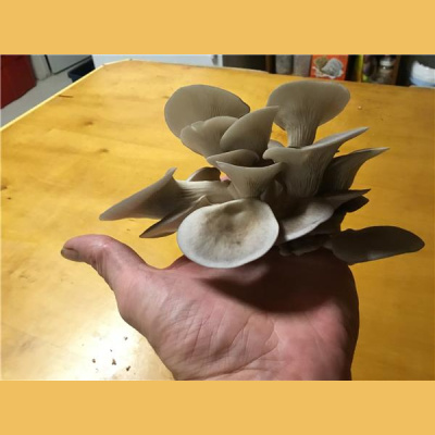 Ask Herbal Health Expert Susun Weed