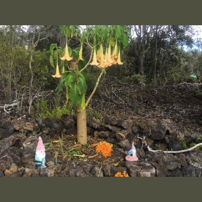 Ask Herbal Health Expert Susun Weed