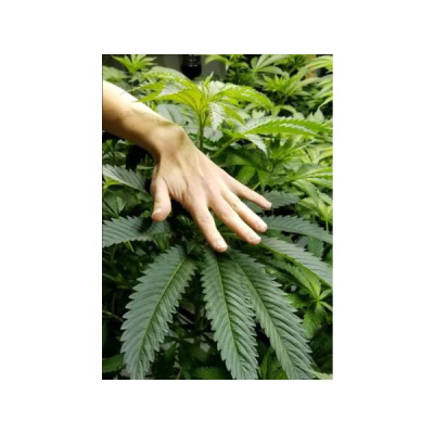 Ask Herbal Health Expert Susun Weed