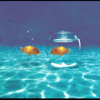 This is Progress, Animals