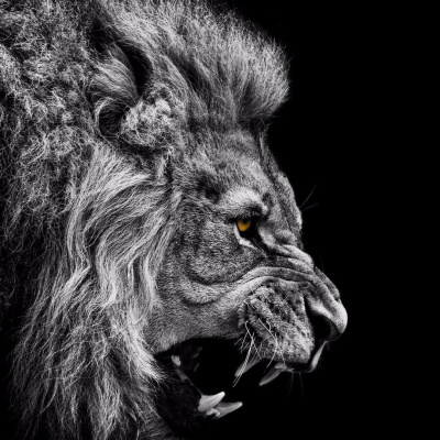 This Is Only Your Life - Overcoming The Bullsh*t To Open Your Heart And Mind