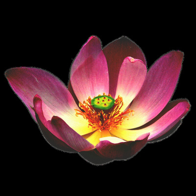 This Is Only Your Life - Overcoming The Bullsh*t To Open Your Heart And Mind