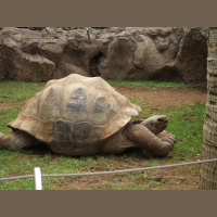 A Tortoise called Aduana - Twitters from the Atlantic