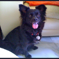 Vets and Pets - Twitters from the Atlantic