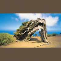 Energy Island - Twitters from the Atlantic