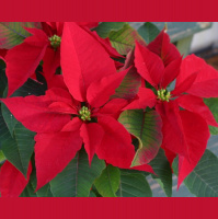 The Poinsettia - Twitters from the Atlantic