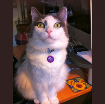 Barrie Mahoneys Posts