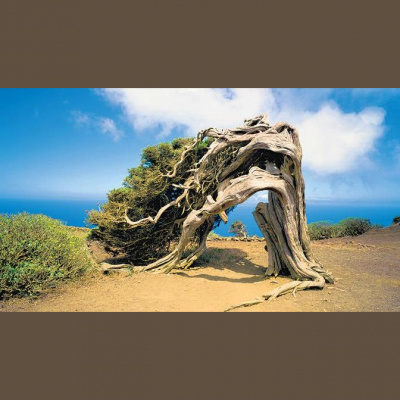 Barrie Mahoneys Posts