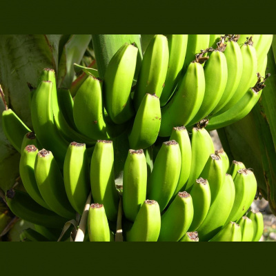 Barrie Mahoneys Posts