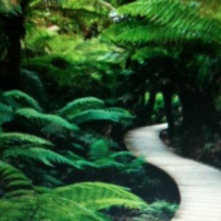 The men o the Forrest