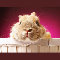 Lucy in the Cage with Pellets: LaToya won’t Let It Go