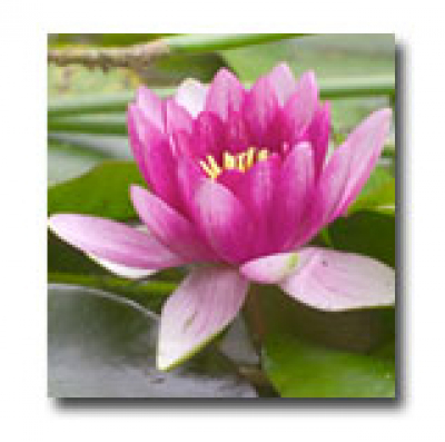 Teachings Of Ma Jaya Sati Bhagavati