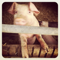 Mick Connell - Pig Farmer 