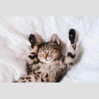 Lo que debes de saber del comportamiento y psicología de tu gato