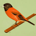 Canary and Finch News