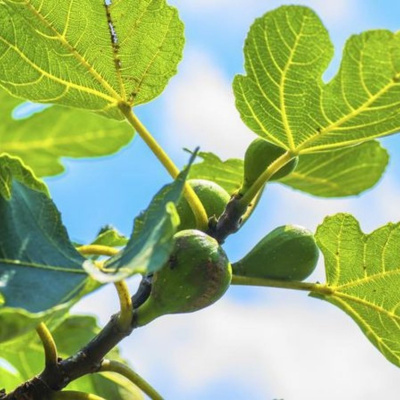 Halftime With Toni Emehel