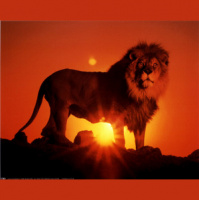 The Lion Chaser - Audio