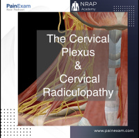 The Cervical Plexus