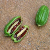 Nature Woman Vs. Tech Man