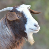 July 19 - A Boy And His Goat