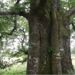 In Spirallingleafs Groves Podcast