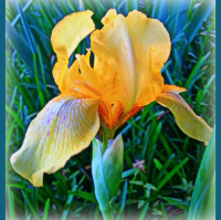 Greetings From Dragonfly Cottage, May 10, 2013