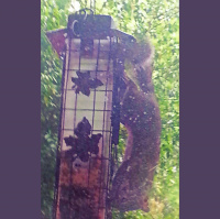 Greetings From Dragonfly Cottage, May 6, 2013