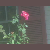 Greetings from Dragonfly Cottage, April 7, 2013