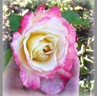 Greetings From Dragonfly Cottage, May 8, 2013