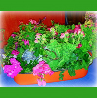 Greetings From Dragonfly Cottage, Saturday Night, May 25, 2013