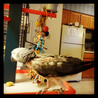 Saturday Night, February 15, 2014 * Still in the hotel, Processing  Life After The Fire...