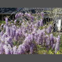 Greetings From Dragonfly Cottage, April 10, 2013