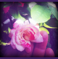 Greetings From Dragonfly Cottage, Friday, July 5, 2013