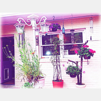 Greetings From Dragonfly Cottage, May 3, 2013